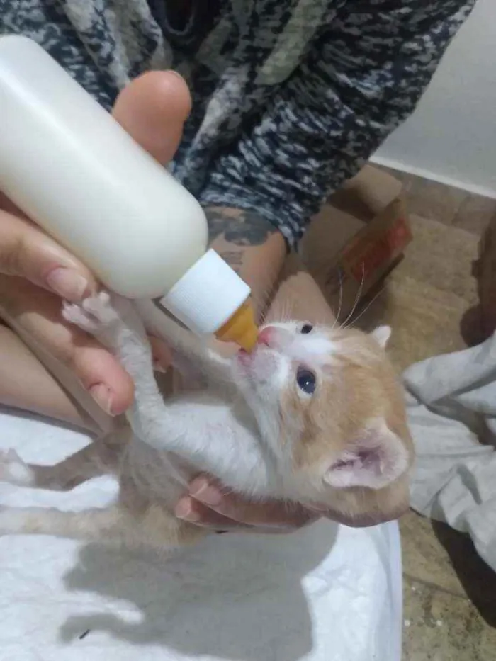 Gato ra a SRD idade Abaixo de 2 meses nome Sem nome