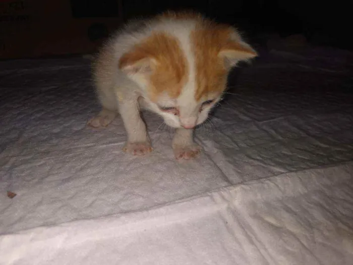 Gato ra a SRD idade Abaixo de 2 meses nome Sem nome