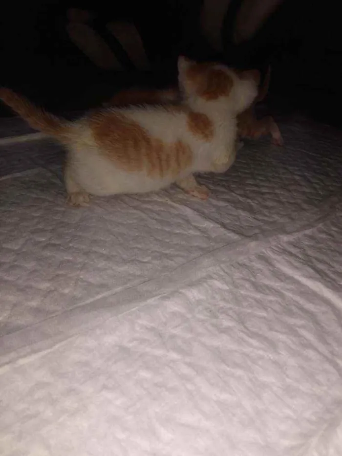 Gato ra a SRD idade Abaixo de 2 meses nome Sem nome