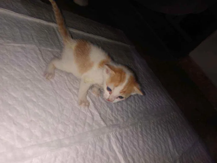 Gato ra a SRD idade Abaixo de 2 meses nome Sem nome