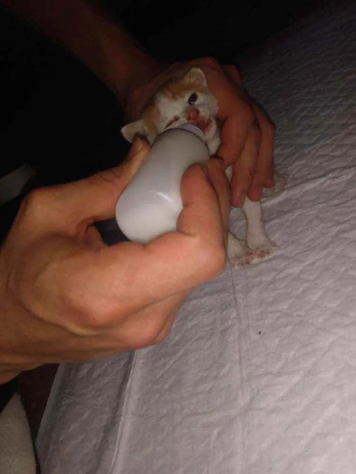 Gato ra a SRD idade Abaixo de 2 meses nome Sem nome