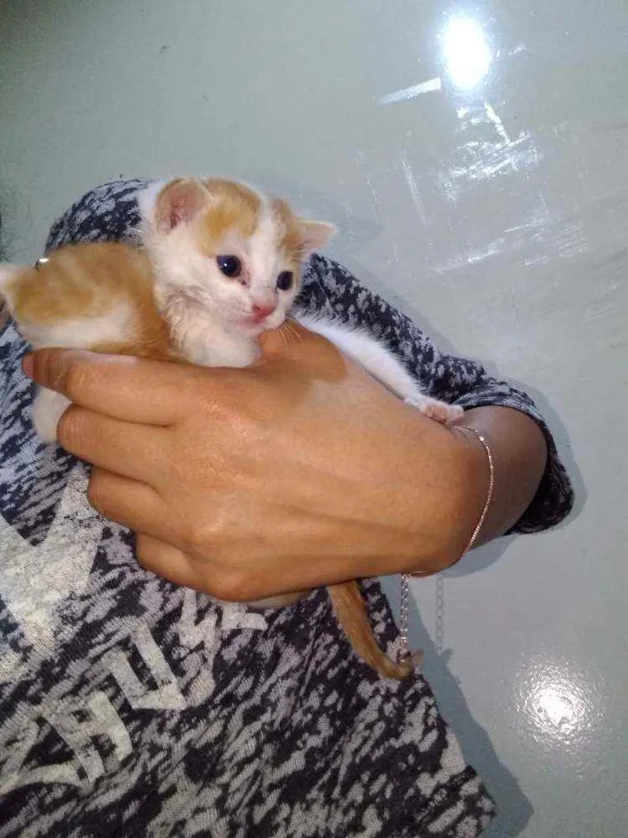 Gato ra a SRD idade Abaixo de 2 meses nome Sem nome