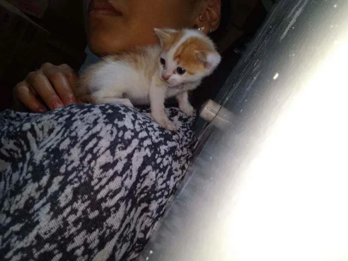 Gato ra a SRD idade Abaixo de 2 meses nome Sem nome