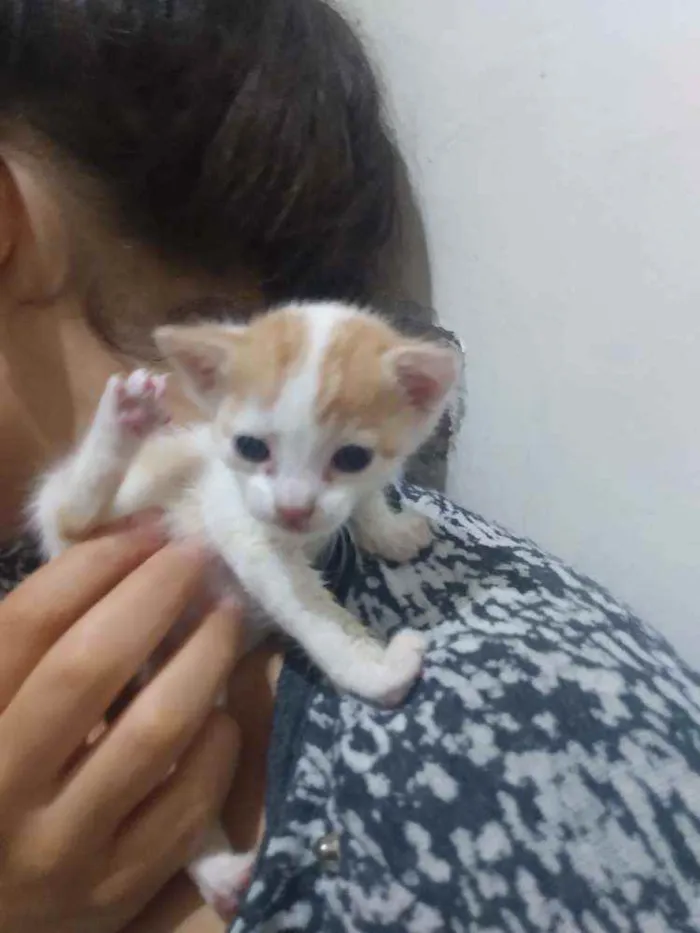 Gato ra a SRD idade Abaixo de 2 meses nome Sem nome
