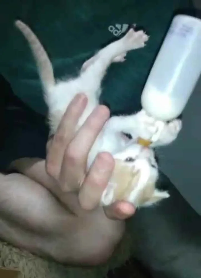 Gato ra a SRD idade Abaixo de 2 meses nome Sem nome