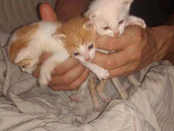 Gato ra a SRD idade Abaixo de 2 meses nome Sem nome