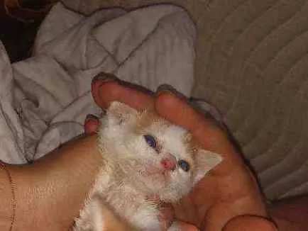 Gato ra a SRD idade Abaixo de 2 meses nome Sem nome