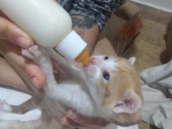 Gato ra a SRD idade Abaixo de 2 meses nome Sem nome