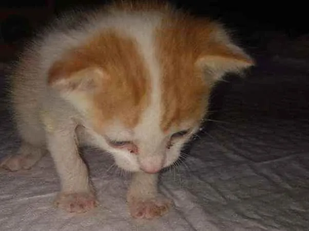 Gato ra a SRD idade Abaixo de 2 meses nome Sem nome