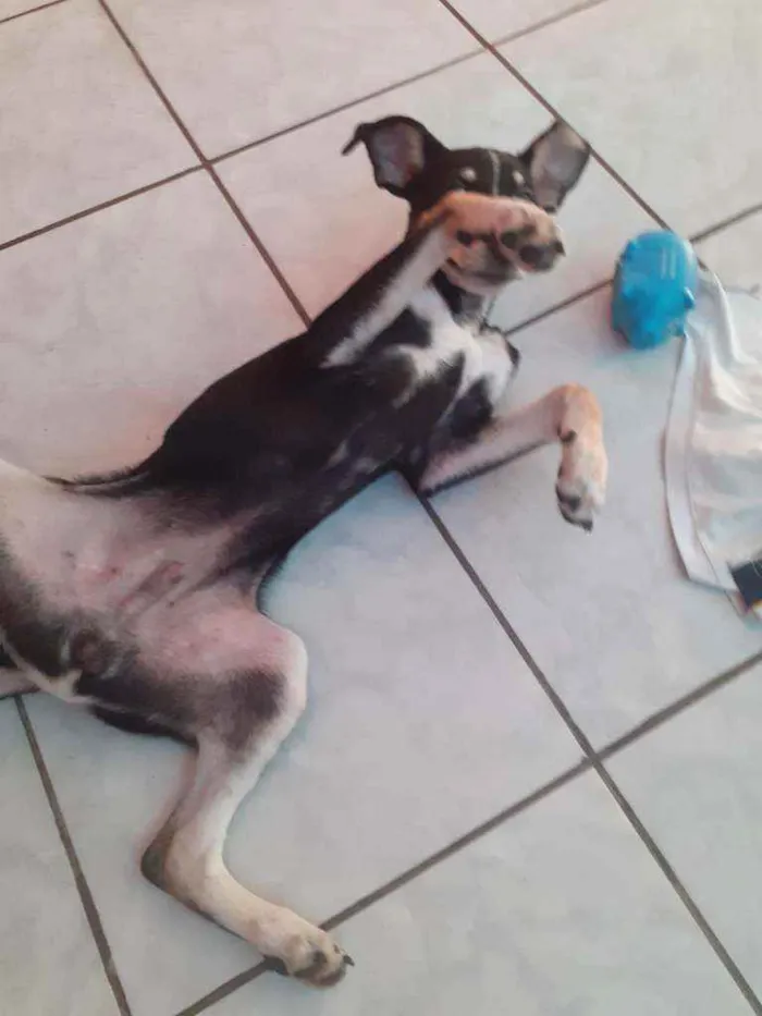 Cachorro raça Vira lata idade 2 a 6 meses nome Sem nome