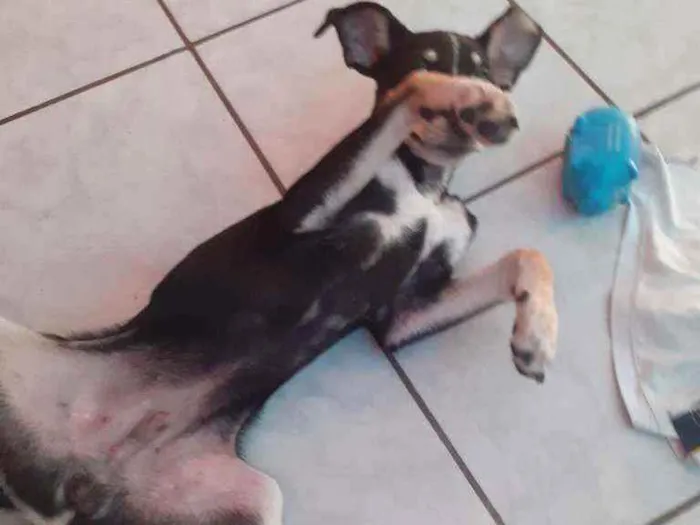Cachorro raça Vira lata idade 2 a 6 meses nome Sem nome