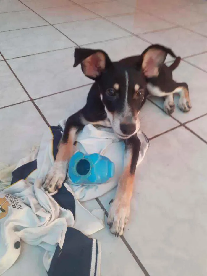 Cachorro raça Vira lata idade 2 a 6 meses nome Sem nome