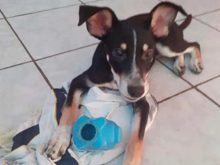 Cachorro raça Vira lata idade 2 a 6 meses nome Sem nome