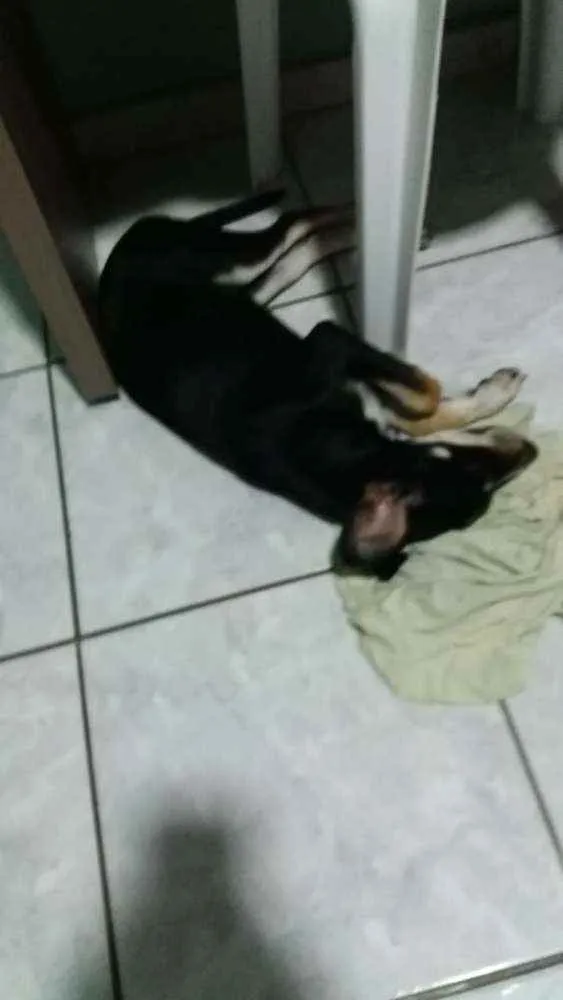 Cachorro raça Vira lata idade 2 a 6 meses nome Sem nome