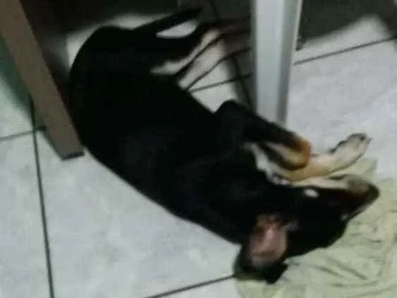 Cachorro raça Vira lata idade 2 a 6 meses nome Sem nome