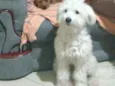 Cachorro raça Poodle idade 1 ano nome Mike