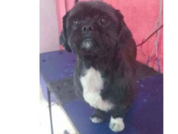 Cachorro ra a Shitzu  idade 6 ou mais anos nome Rabito