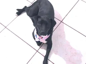 Cachorro raça SRD idade 4 anos nome Zara