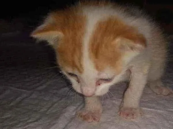 Gato ra a SRD idade Abaixo de 2 meses nome Sem nome
