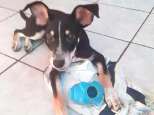 Cachorro raça Vira lata idade 2 a 6 meses nome Sem nome