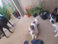 Bolinha
