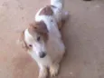 Bolinha