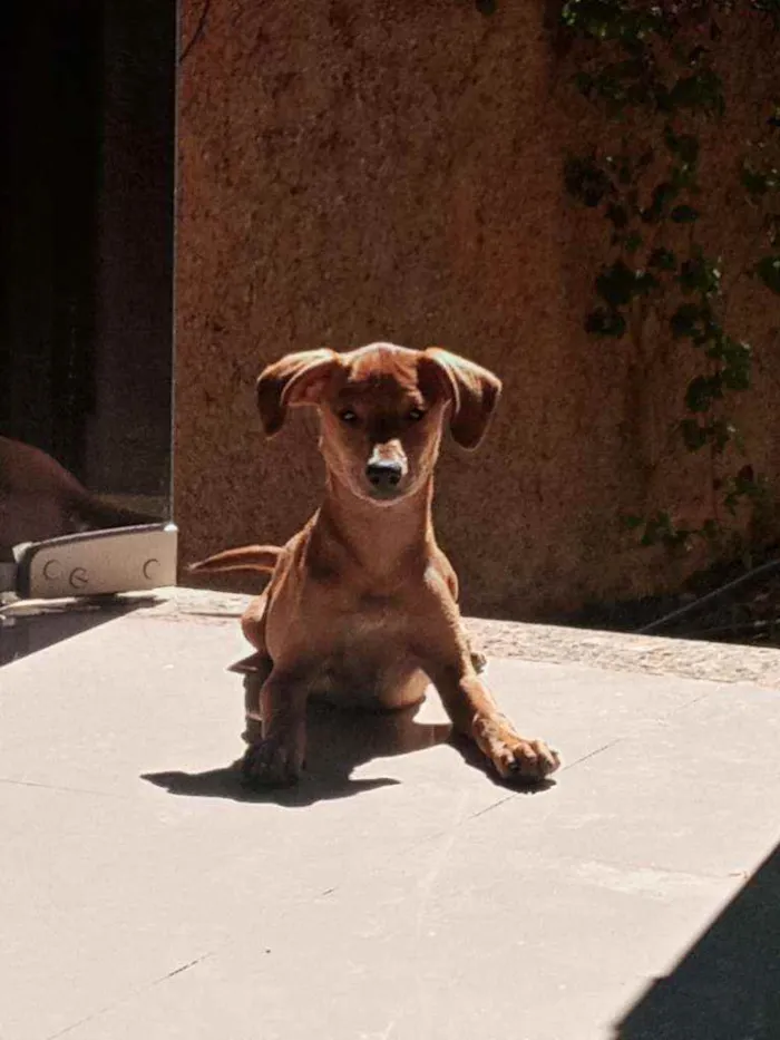 Cachorro ra a Vira lata idade 2 a 6 meses nome Nao tem