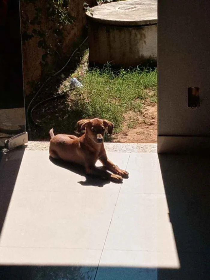 Cachorro ra a Vira lata idade 2 a 6 meses nome Nao tem