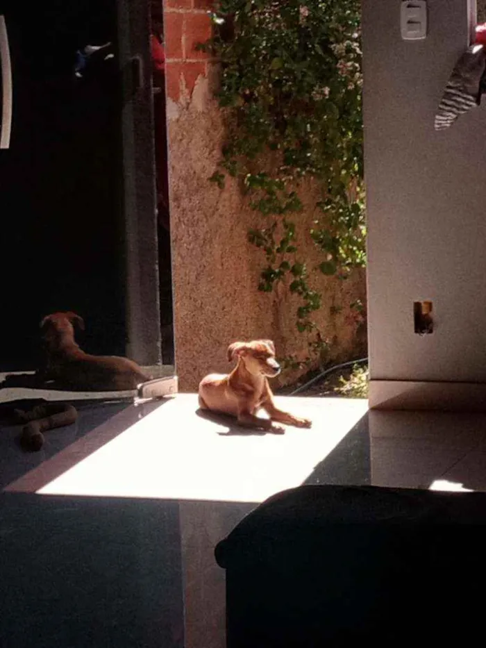 Cachorro ra a Vira lata idade 2 a 6 meses nome Nao tem