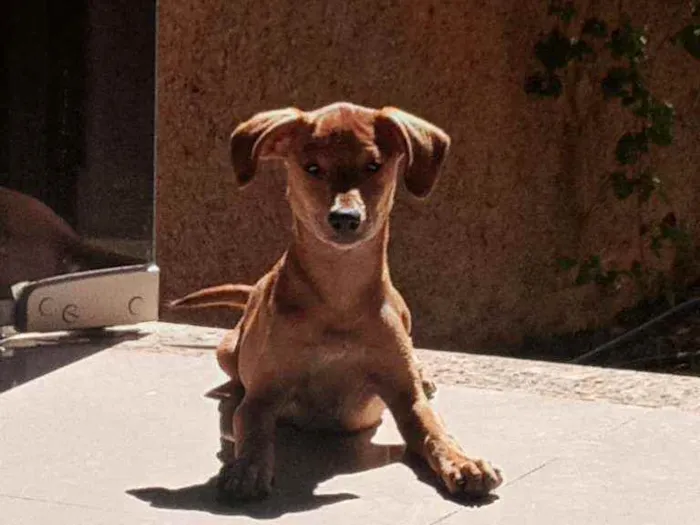 Cachorro ra a Vira lata idade 2 a 6 meses nome Nao tem