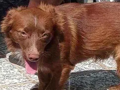Cachorro raça Border collie misturado idade 1 ano nome Apollo