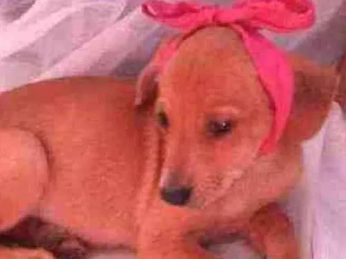 Cachorro ra a Vira lata idade 2 a 6 meses nome Nao tem