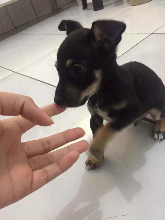 Cachorro ra a Jack Russell terrier com viral idade 2 a 6 meses nome Ainda não tem