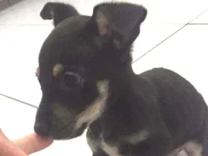 Cachorro raça Jack Russell terrier com viral idade 2 a 6 meses nome Ainda não tem