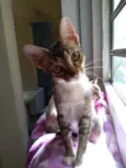 Bebê 