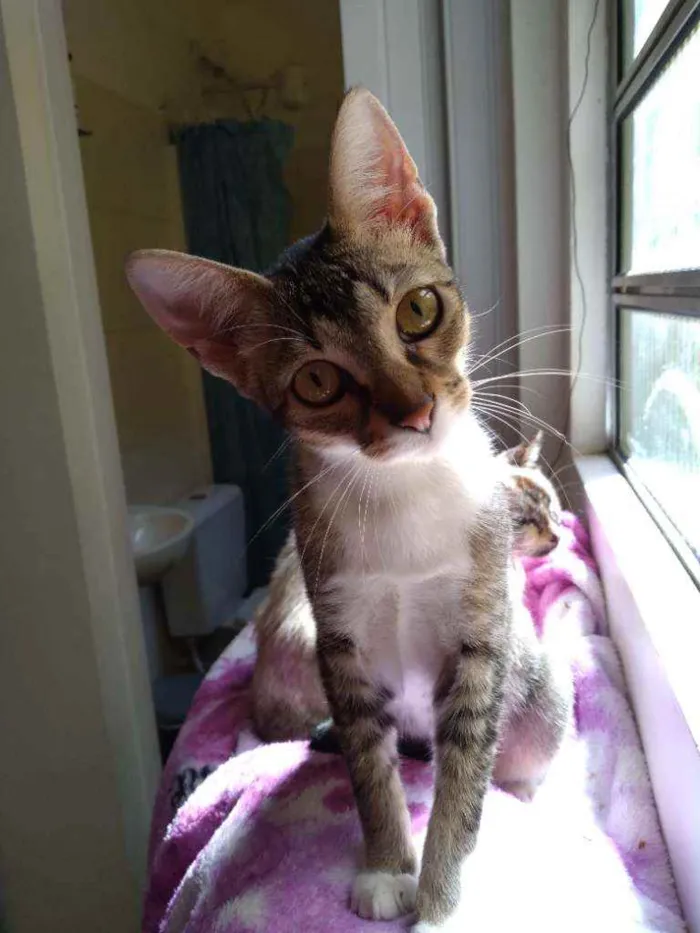 Gato ra a SRD idade 2 a 6 meses nome Bebê 