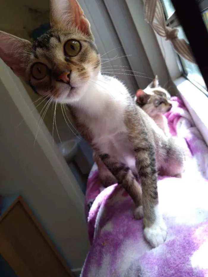 Gato ra a SRD idade 2 a 6 meses nome Bebê 