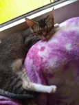 Bebê 