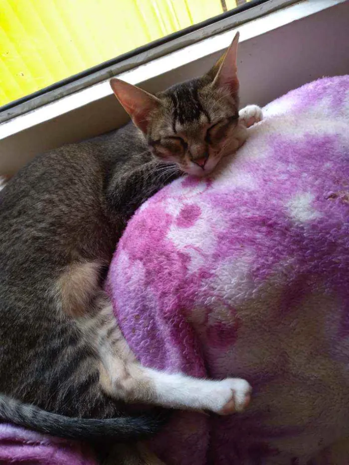Gato ra a SRD idade 2 a 6 meses nome Bebê 