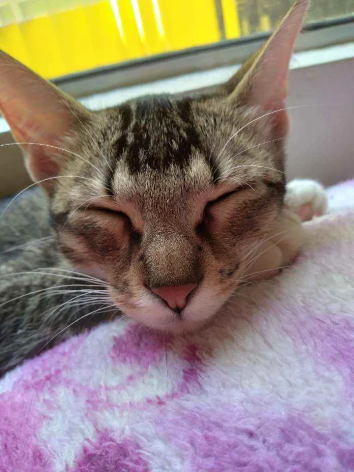 Gato ra a SRD idade 2 a 6 meses nome Bebê 