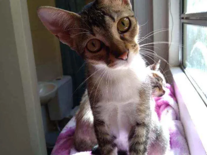 Gato ra a SRD idade 2 a 6 meses nome Bebê 