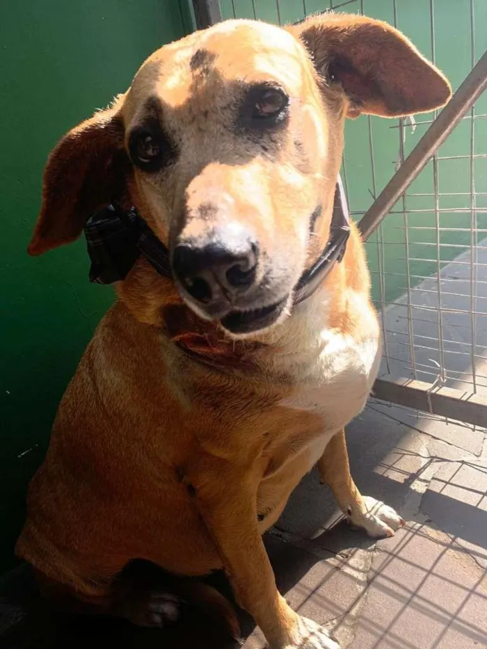 Cachorro ra a srd idade 6 ou mais anos nome Sara