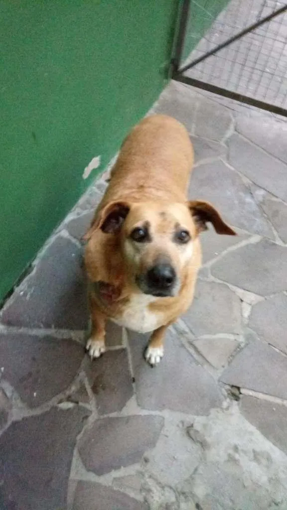 Cachorro ra a srd idade 6 ou mais anos nome Sara