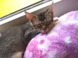 Bebê 