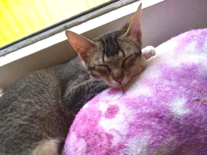 Gato ra a SRD idade 2 a 6 meses nome Bebê 