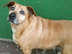 Cachorro raça srd idade 6 ou mais anos nome Sara