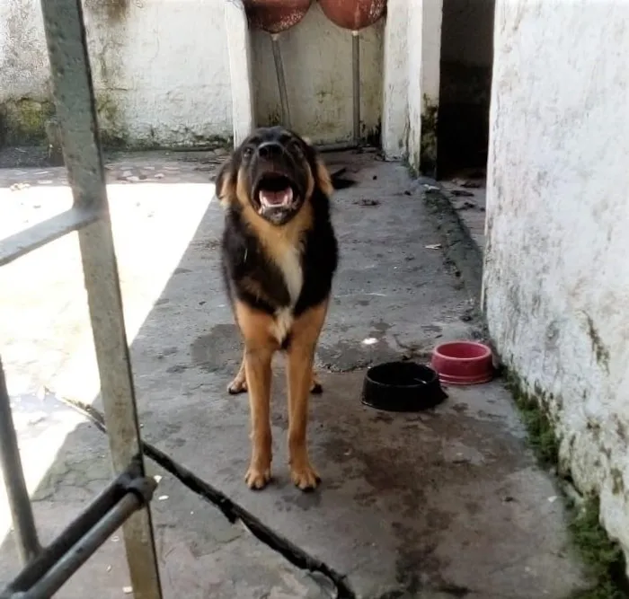Cachorro ra a SRD-ViraLata com Pastor Alemão idade 7 a 11 meses nome Dante