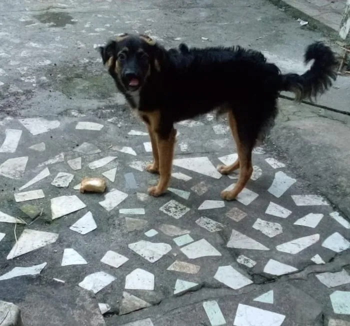 Cachorro ra a SRD-ViraLata com Pastor Alemão idade 7 a 11 meses nome Dante