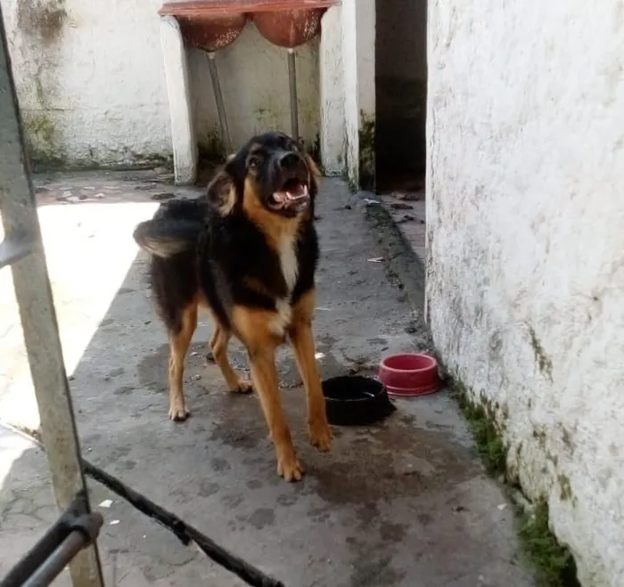 Cachorro ra a SRD-ViraLata com Pastor Alemão idade 7 a 11 meses nome Dante