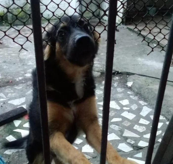 Cachorro ra a SRD-ViraLata com Pastor Alemão idade 7 a 11 meses nome Dante
